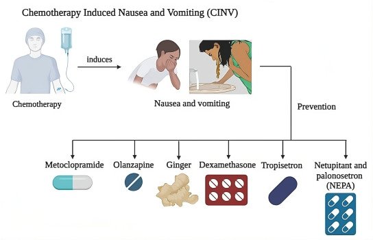 chemotherapy induced nausea and vomitting prevention diagram in Supportive and Palliative Oncology