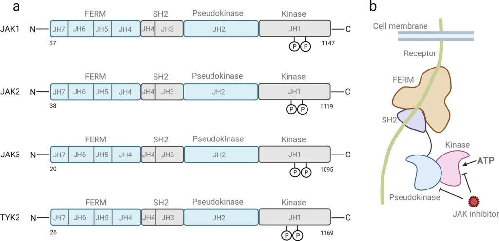 JAK Inhibitors | Patient Guide to Clinical Efficacy, Safety, and Treatment Outcomes 1 JAK STAT signaling pathways