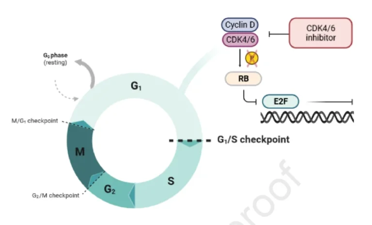 Mechanism-of-action-of-CDK4-6-inhibitors-Inhibition-of-G1-S-checkpoint | CDK4/6 Pathway