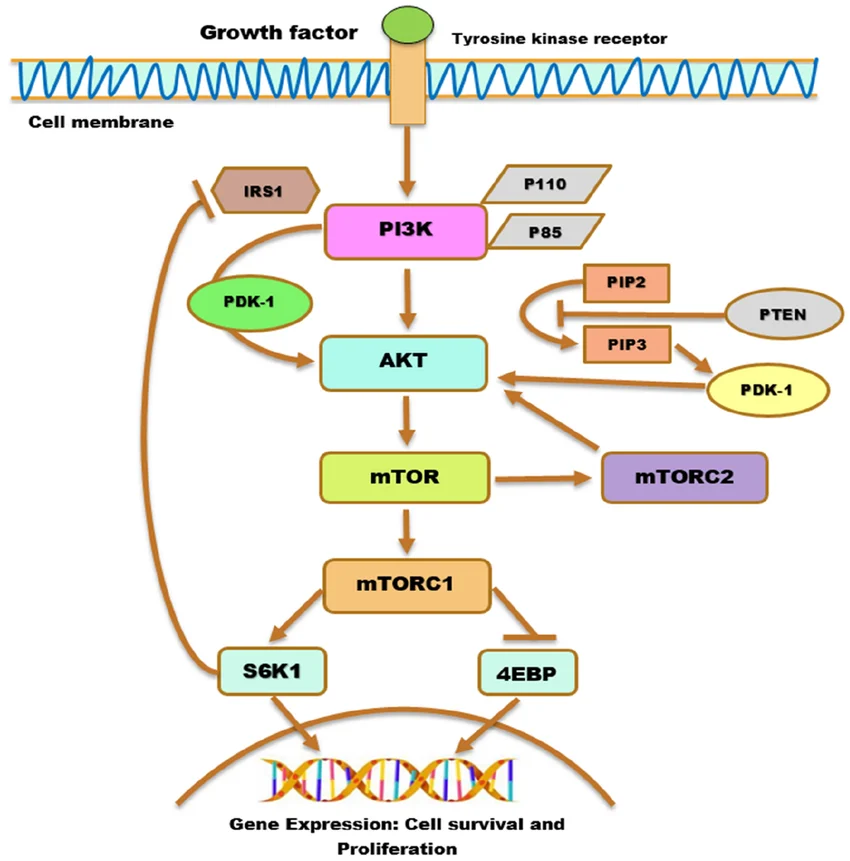 AKT Mutation Alterations in Oncology: Molecular Drivers and Targeted Inhibitor Protocols 1 Schematic diagram of PI3K Akt mTOR pathway