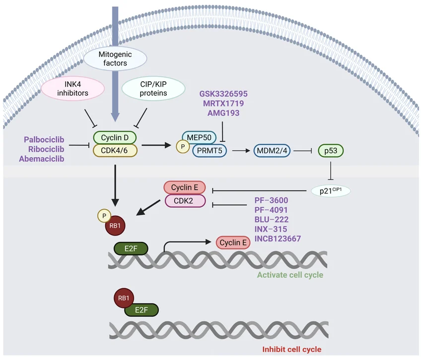 CDK4/6 Pathway Dysregulation in Oncology: Molecular Drivers and Targeted Inhibitor Protocols 2 The Cyclin D CDK4 6 RB E2F pathway and its interaction with the MEP50 PRMT5 p53 p21 CDK2