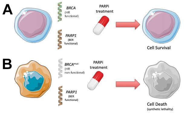 Diagram of synthetic lethality mechanism: PARP inhibition in BRCA-mutant cancer cells leading to apoptosis vs. survival in healthy cells.