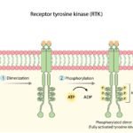 How Receptor Tyrosine kinase inhibitor works in non-small cell lung cancer
