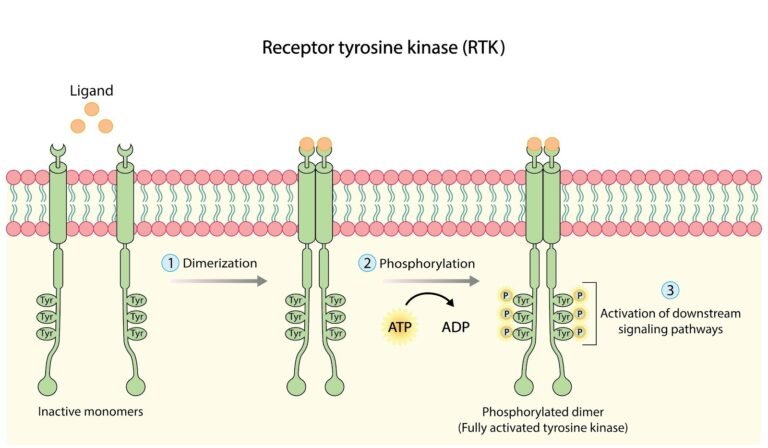 How Receptor Tyrosine kinase inhibitor works in non-small cell lung cancer