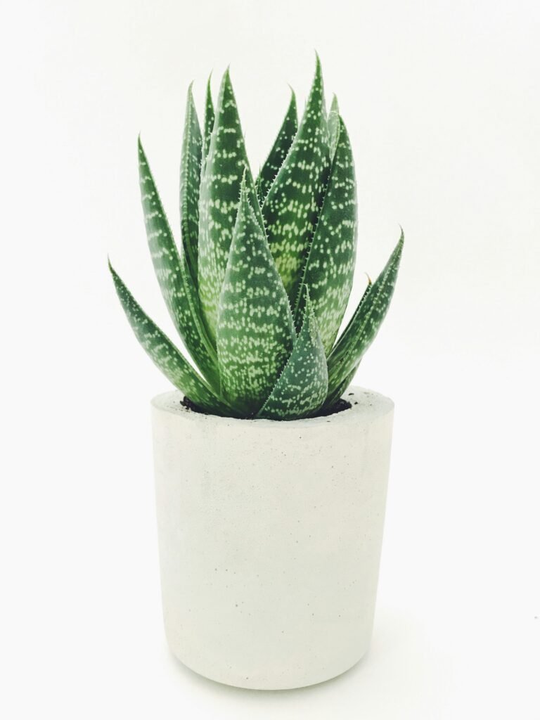Aloe Vera plant