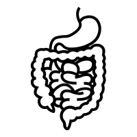 Gastrointestinal Organ