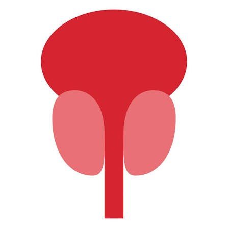 Prostate organ icon