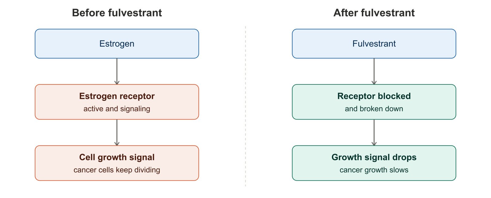 diagram how fulvestrant works scaled
